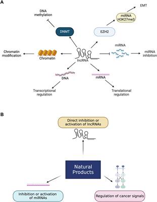 Targeting lncRNAs of colorectal cancers with natural products